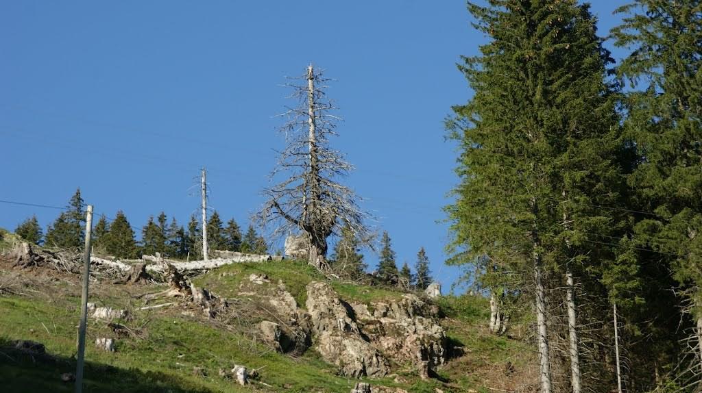 Wohnpark Schwarzwaldblick Bernau Διαμέρισμα Δωμάτιο φωτογραφία